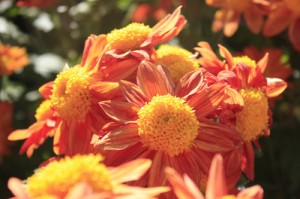 chrysanthemum-sunspot