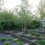 highline birch trees