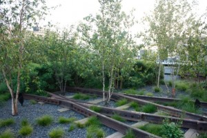 highline birch trees