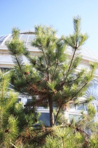 pine-tree