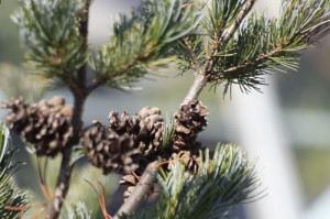 pine-wcone2